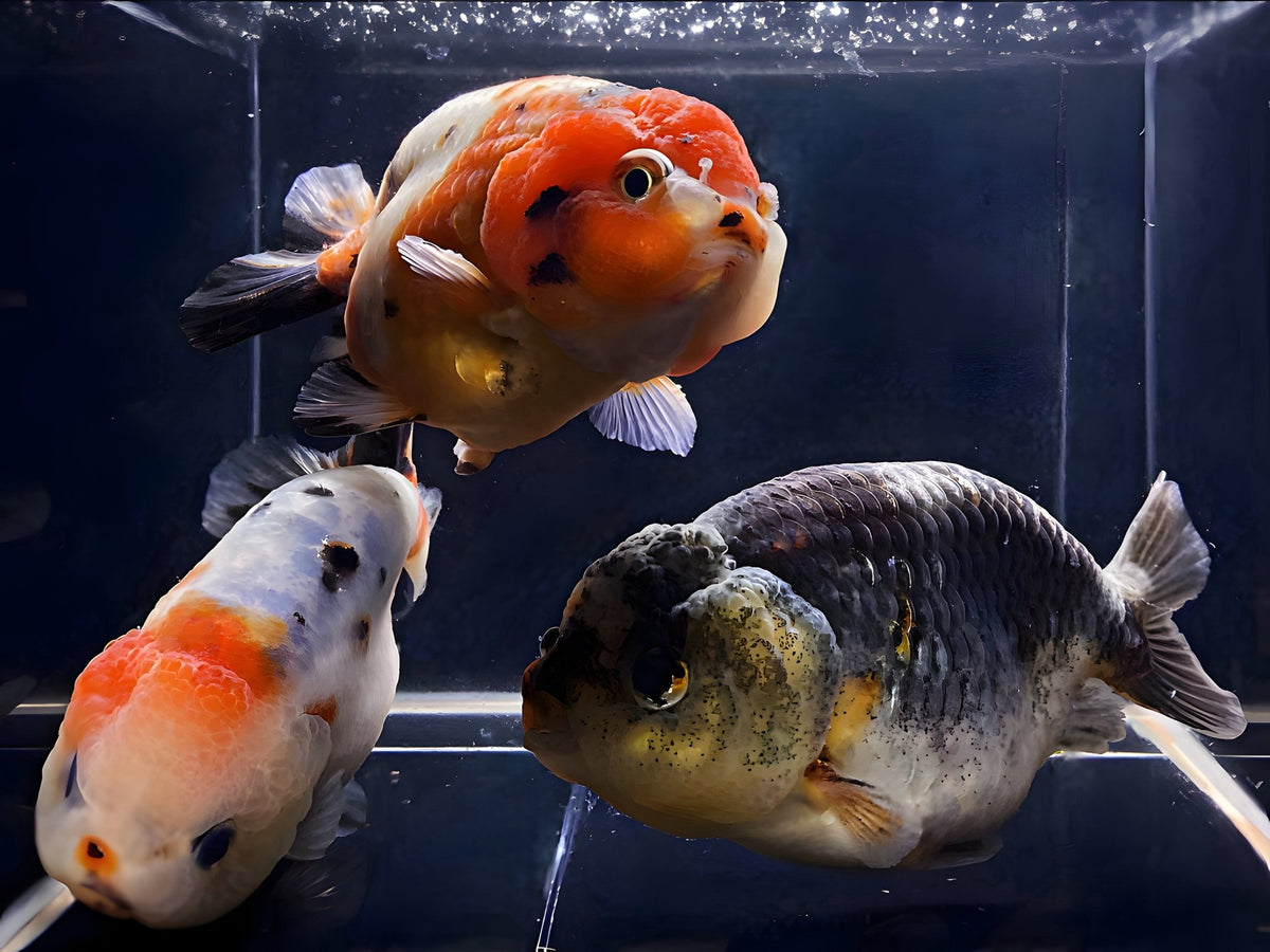 Caliga Ranch Calico Ranchu Goldfish (3.5-4