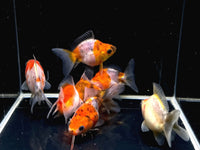 Calico Ryukin Goldfish - 2-2.5" - Aqua Huna