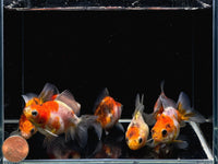 Calico Ryukin Goldfish - 2-2.5" - Aqua Huna