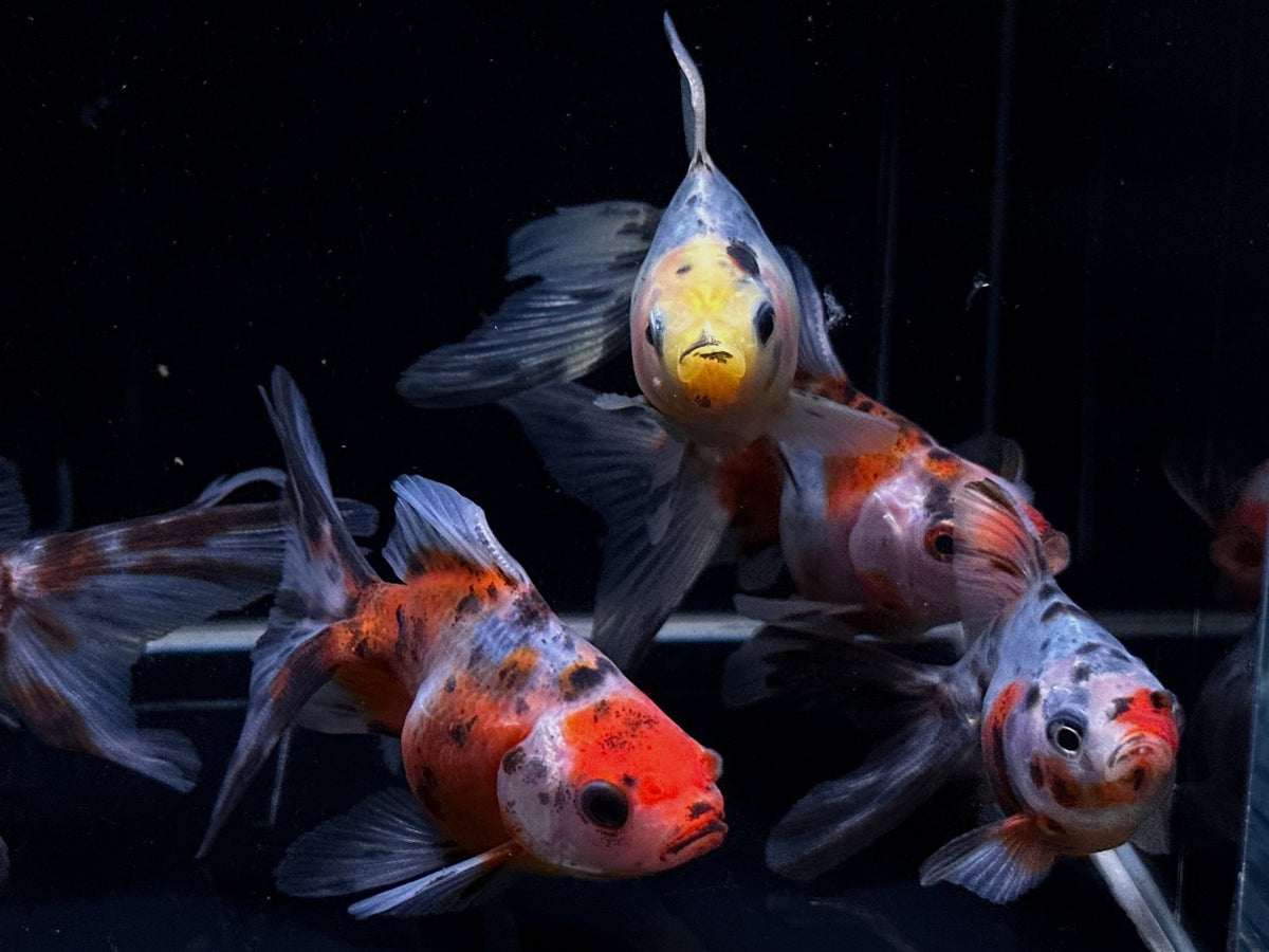 Calico Ryukin Goldfish (3