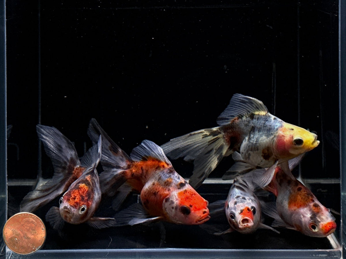 Calico Ryukin Goldfish (3