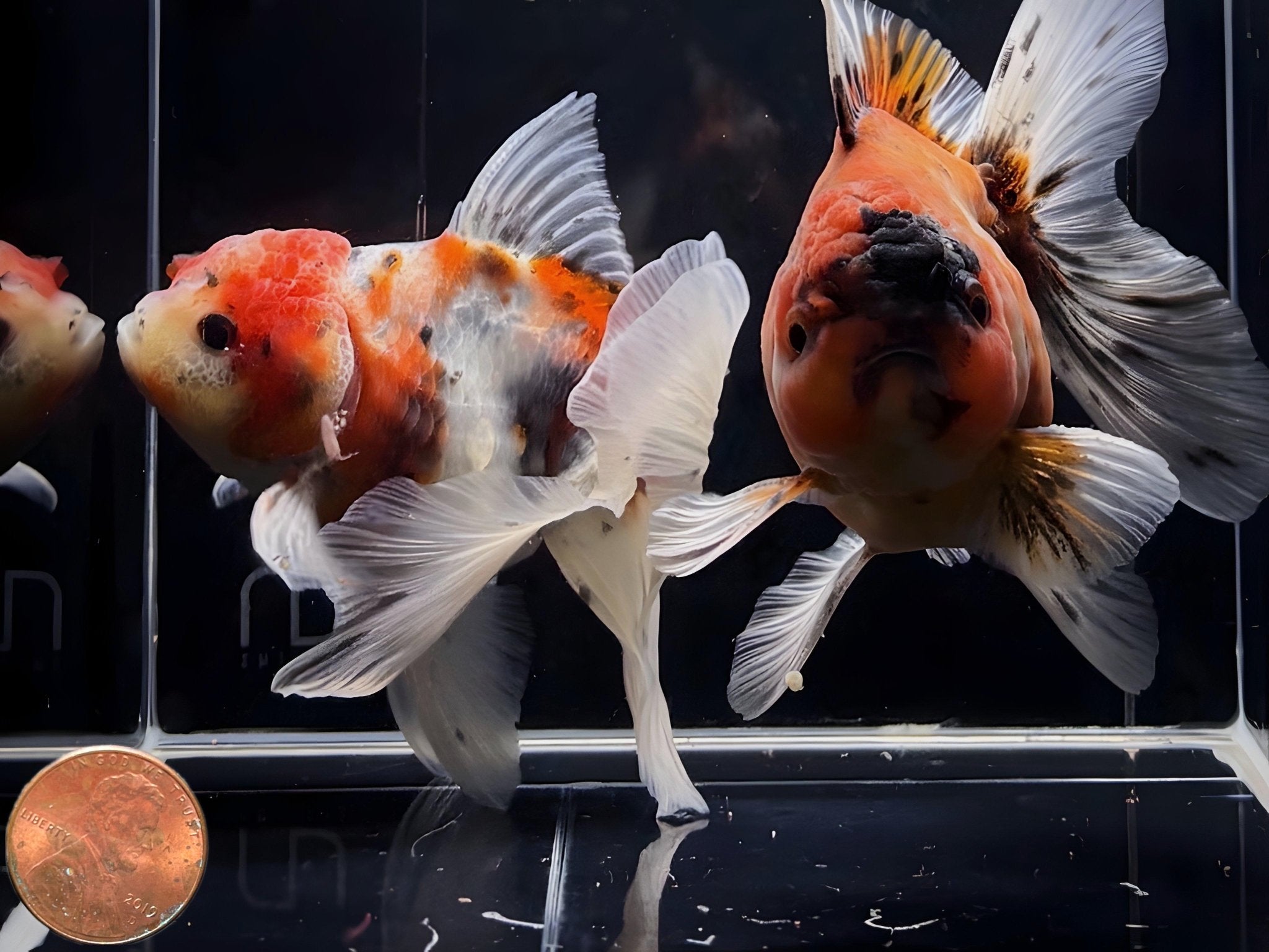 Calico Thailand Oranda Goldfish - 4" - 4.5" - Aqua Huna