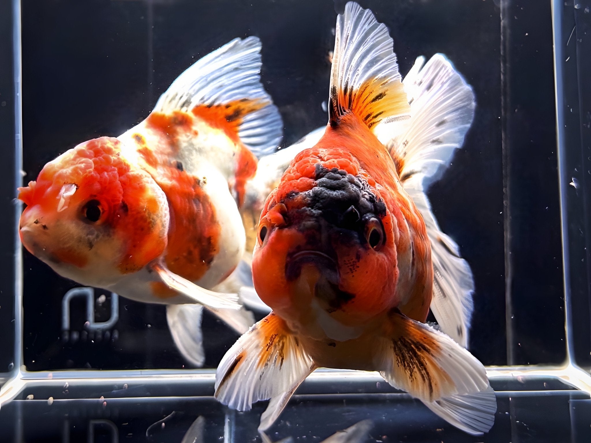 Calico Thailand Oranda Goldfish - 4" - 4.5" - Aqua Huna