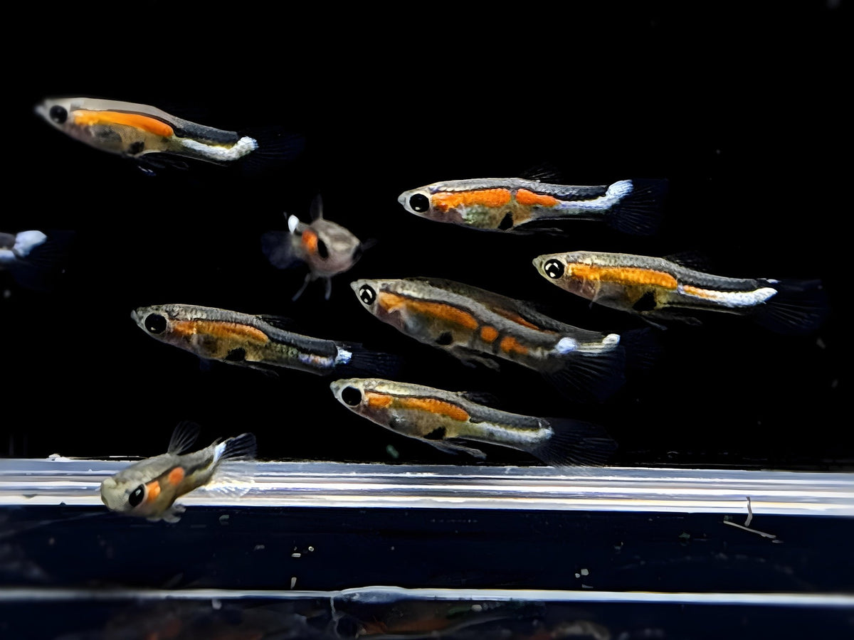 Campoma No. 40 Steeltail Endler Pair - Aqua Huna
