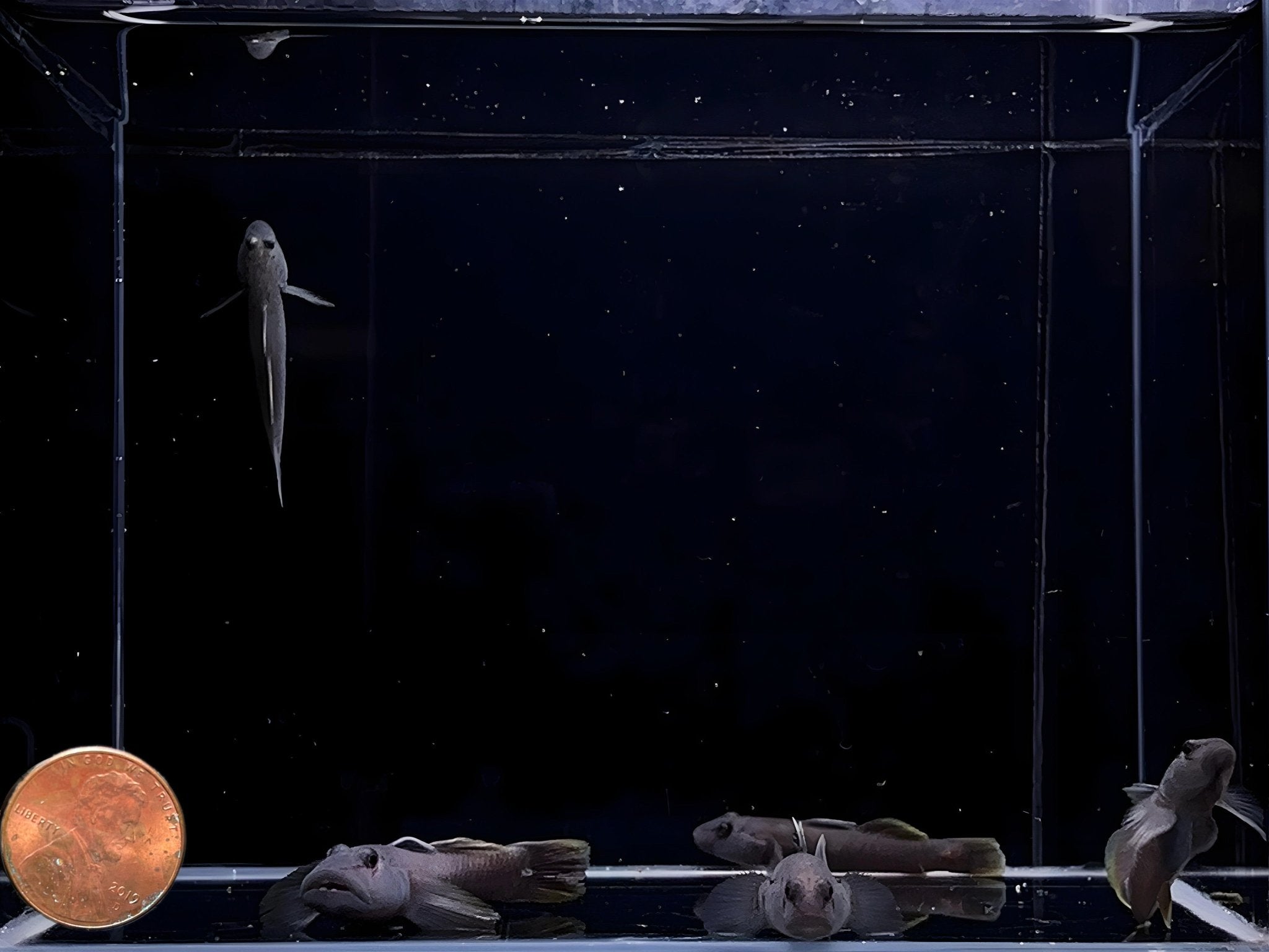 Candidus Goby - Aqua Huna