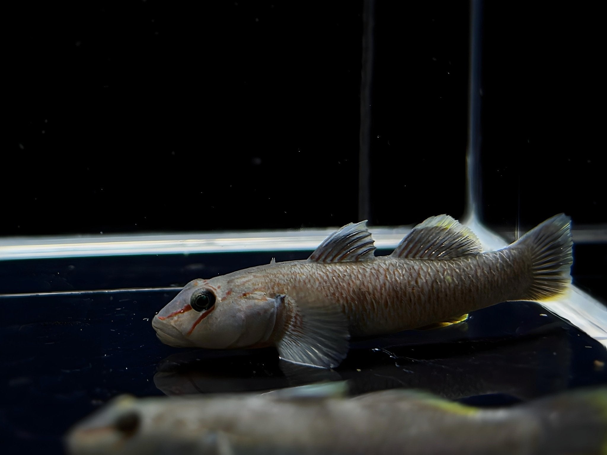 Candidus Goby - Aqua Huna