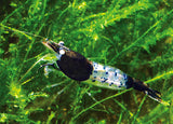 Carbon Rili Shrimp - Aqua Huna