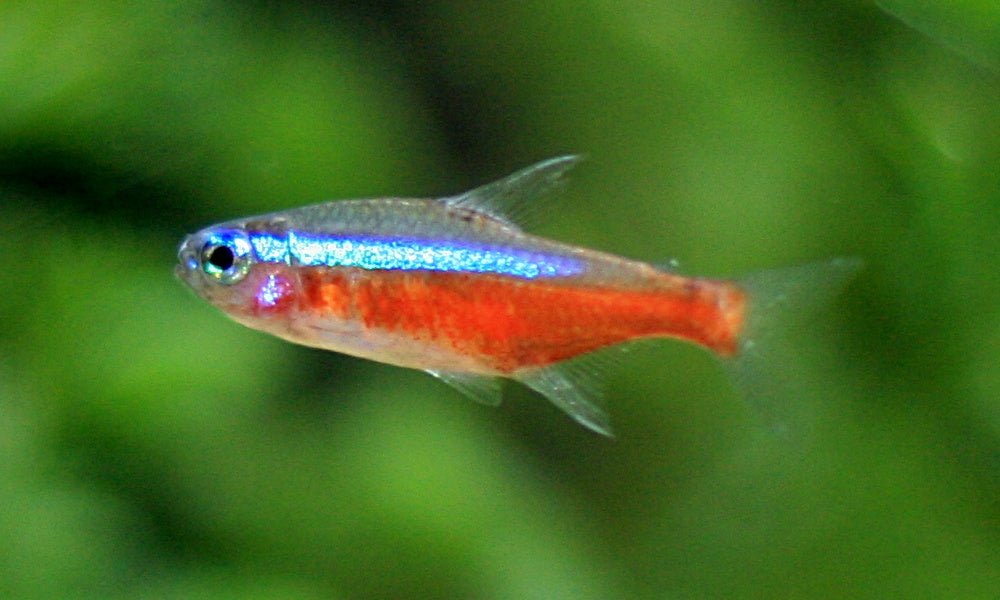 Cardinal Tetra Fish