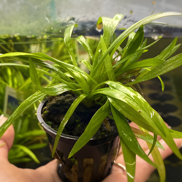 sword plant succulent Chain Sword (Potted Plant)