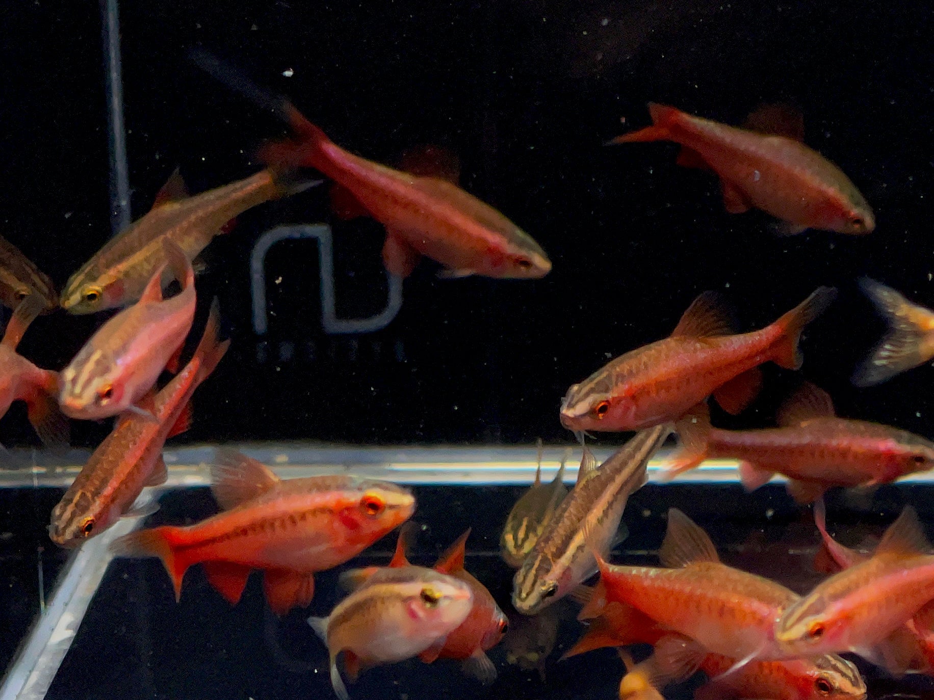 Cherry Barb - Colorful Freshwater Favorite – Aqua Huna