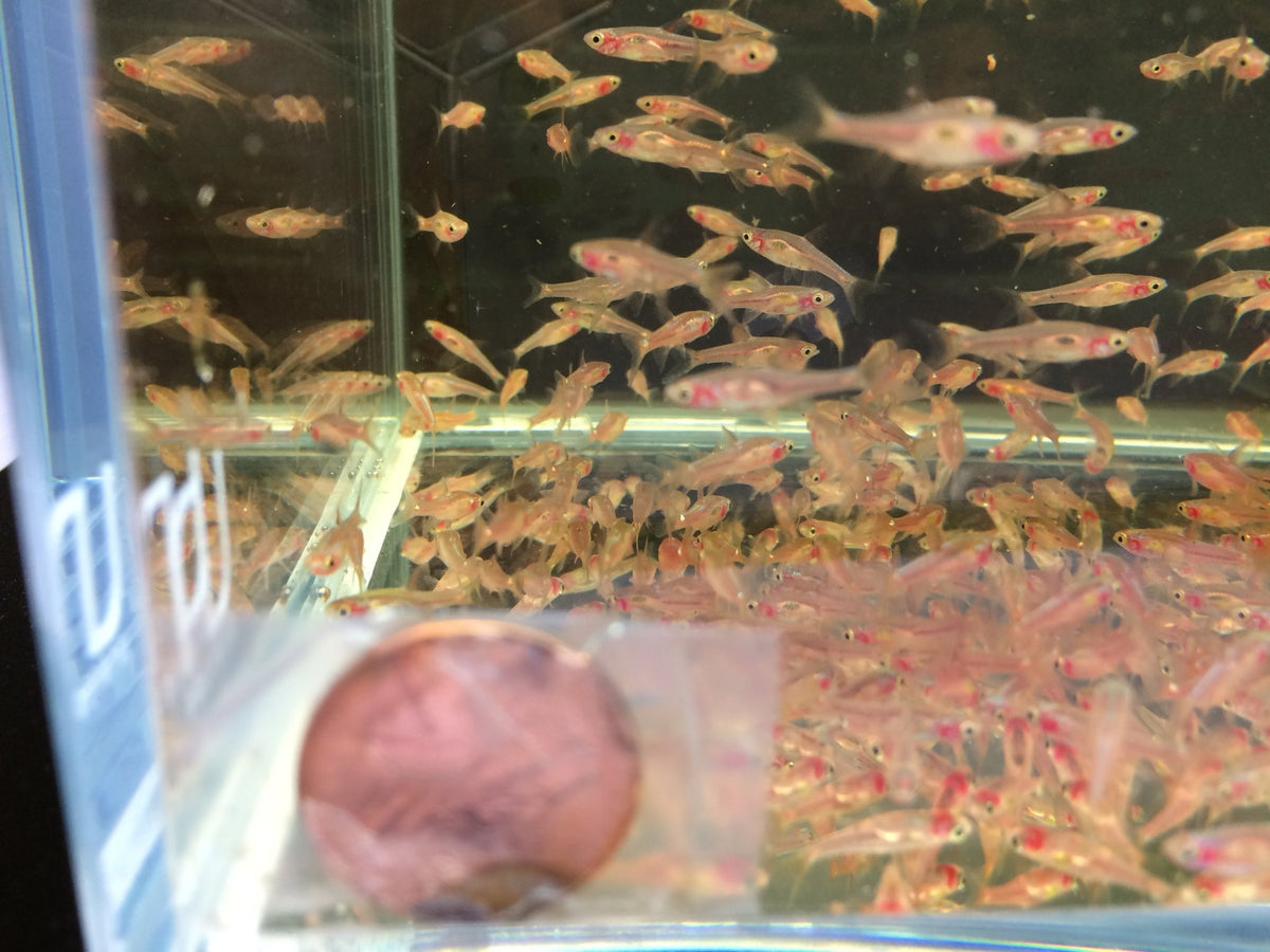 Chili Rasbora (Boraras brigittae) - Colorful Nano Fish