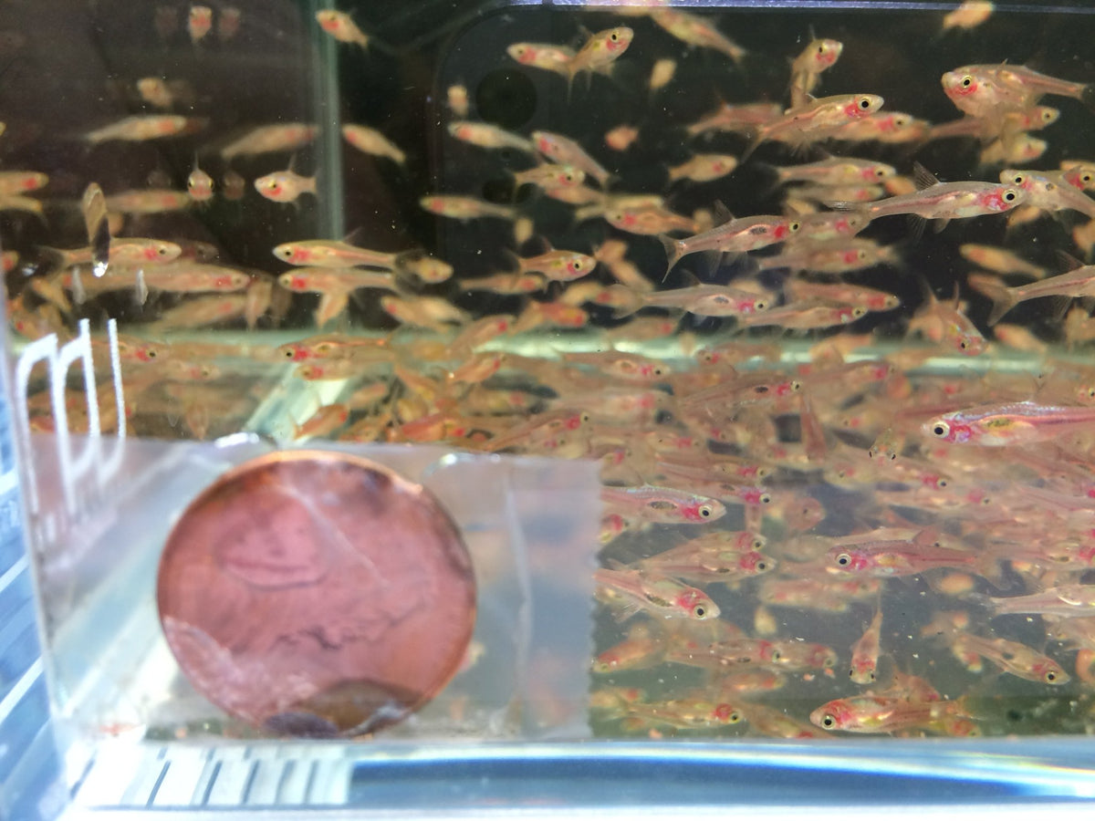 Chili Rasbora (Boraras brigittae) - Colorful Nano Fish