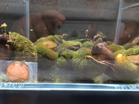 Chinese Trapdoor Snail (Size L) - Aqua Huna