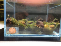 Chinese Trapdoor Snail (Size L) - Aqua Huna