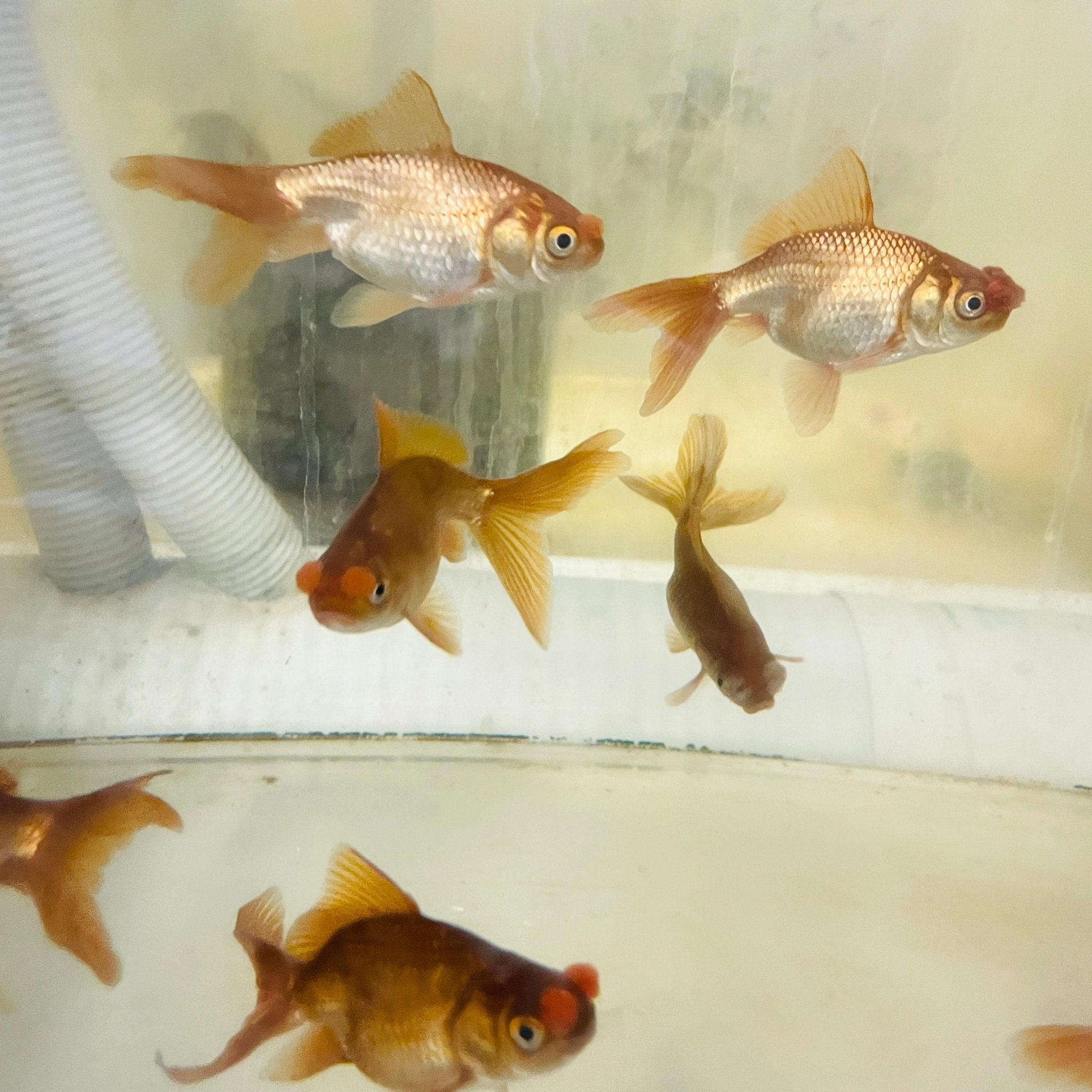 Chocolate Pompom Goldfish - 3.5" - Aqua Huna