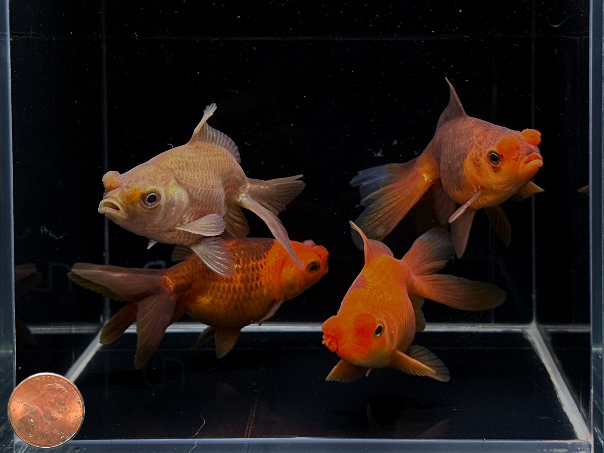 Chocolate Pompom Goldfish - 3.5" - Aqua Huna