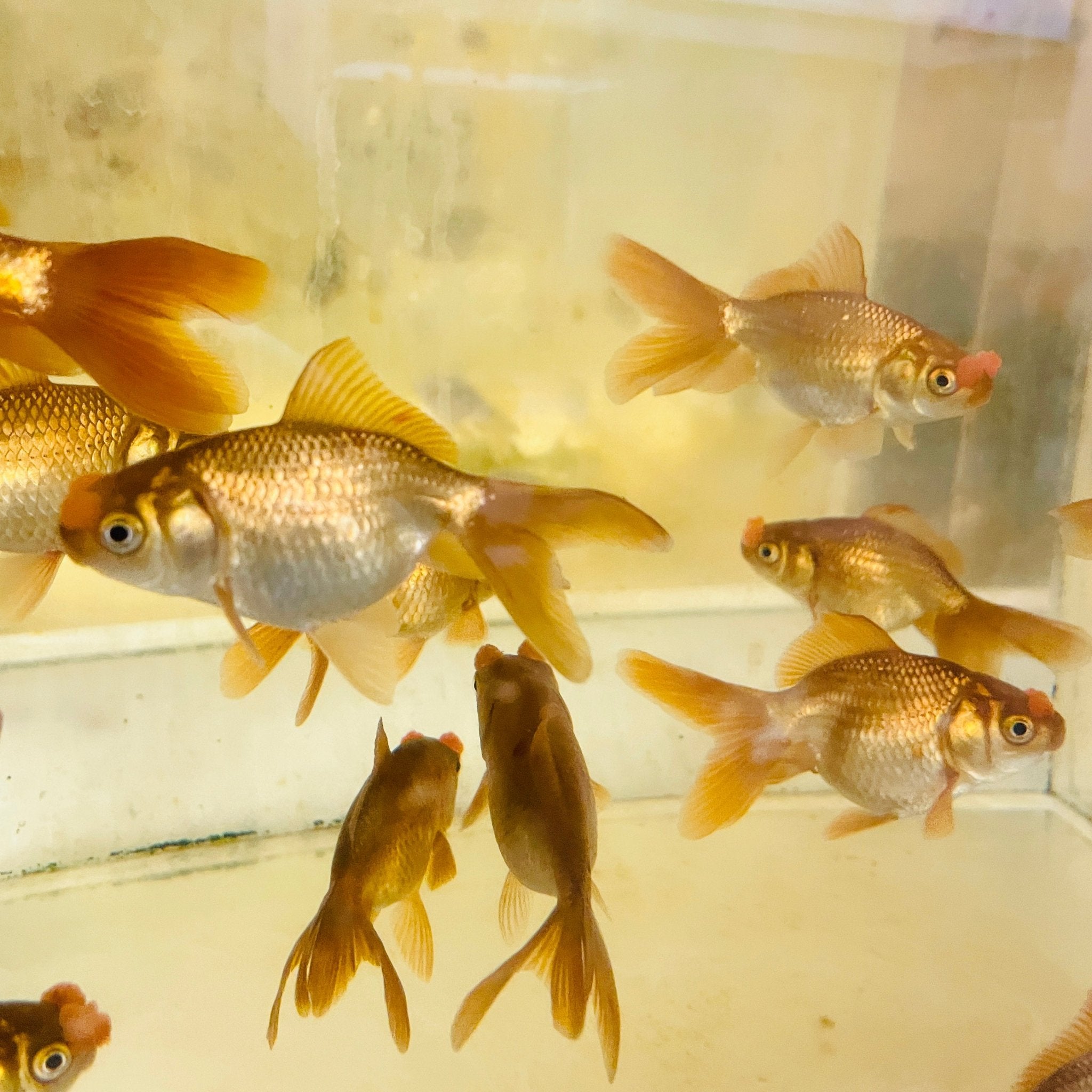 Chocolate Pompom Goldfish - 3.5" - Aqua Huna