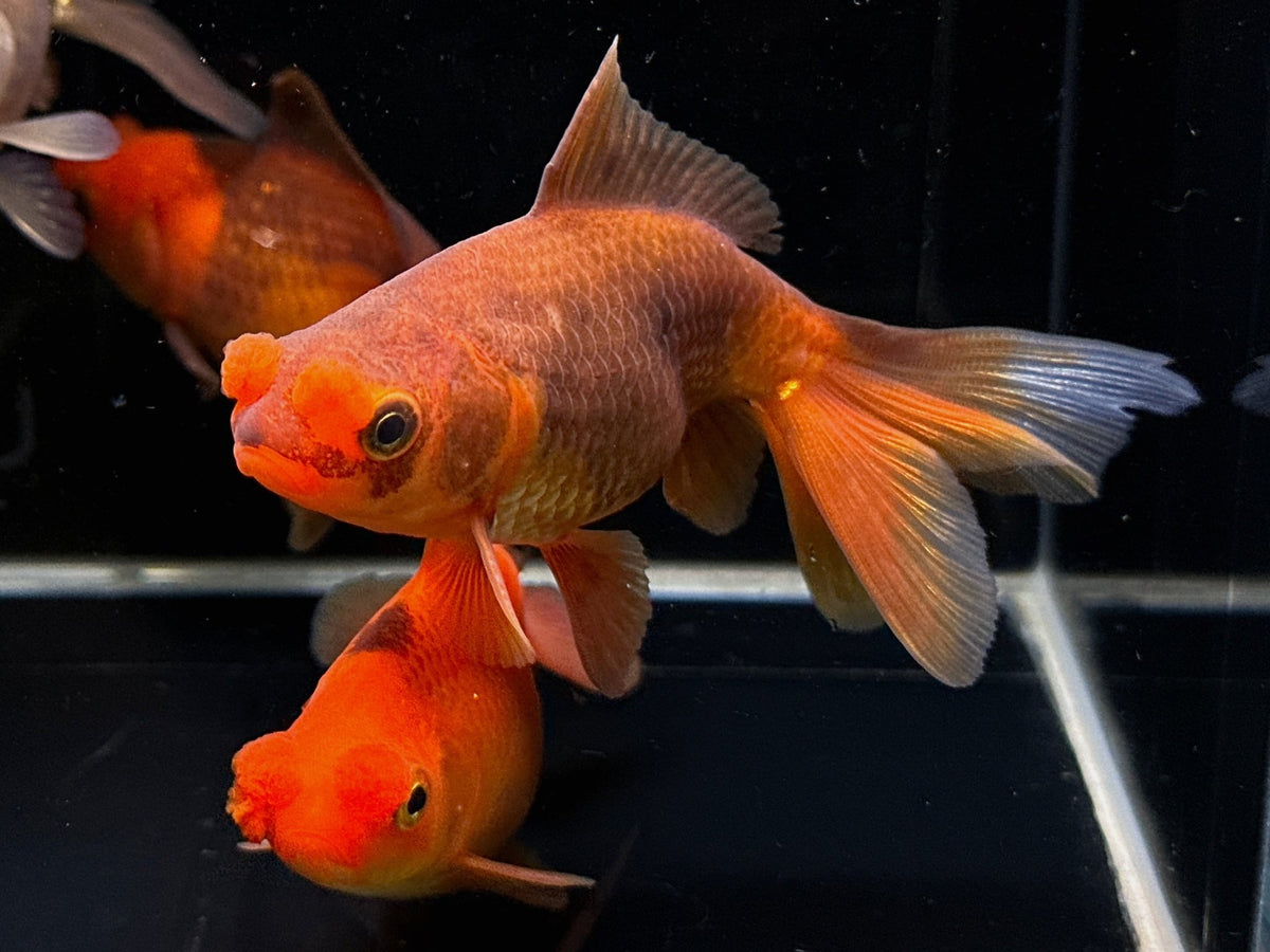 Chocolate Pompom Goldfish (3.5