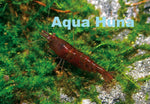 Chocolate Shrimp - Aqua Huna