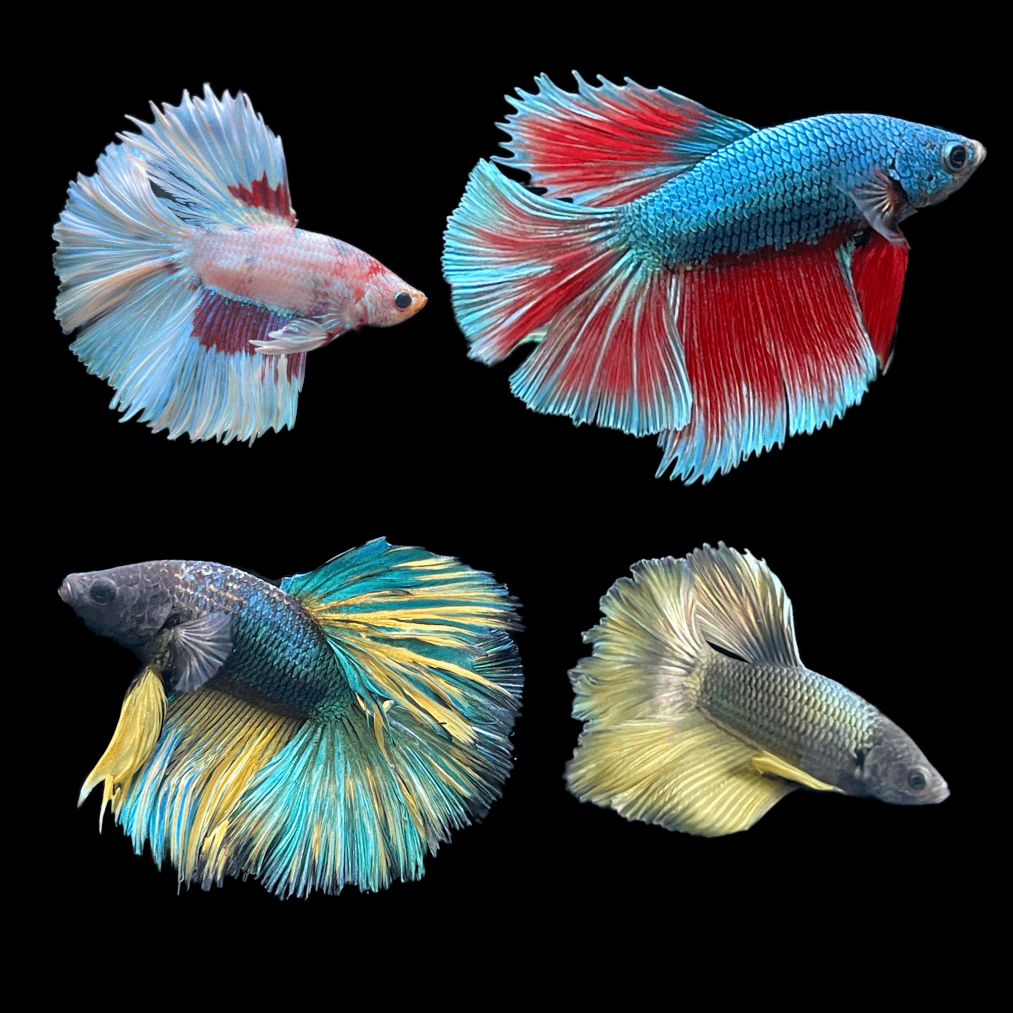 Choose Your Betta Livestream Pick Your Perfect Betta Fish Aqua Huna