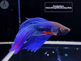 Classic Betta - Aqua Huna