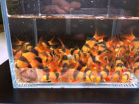 Clown Loach (1.5"- 1.75")