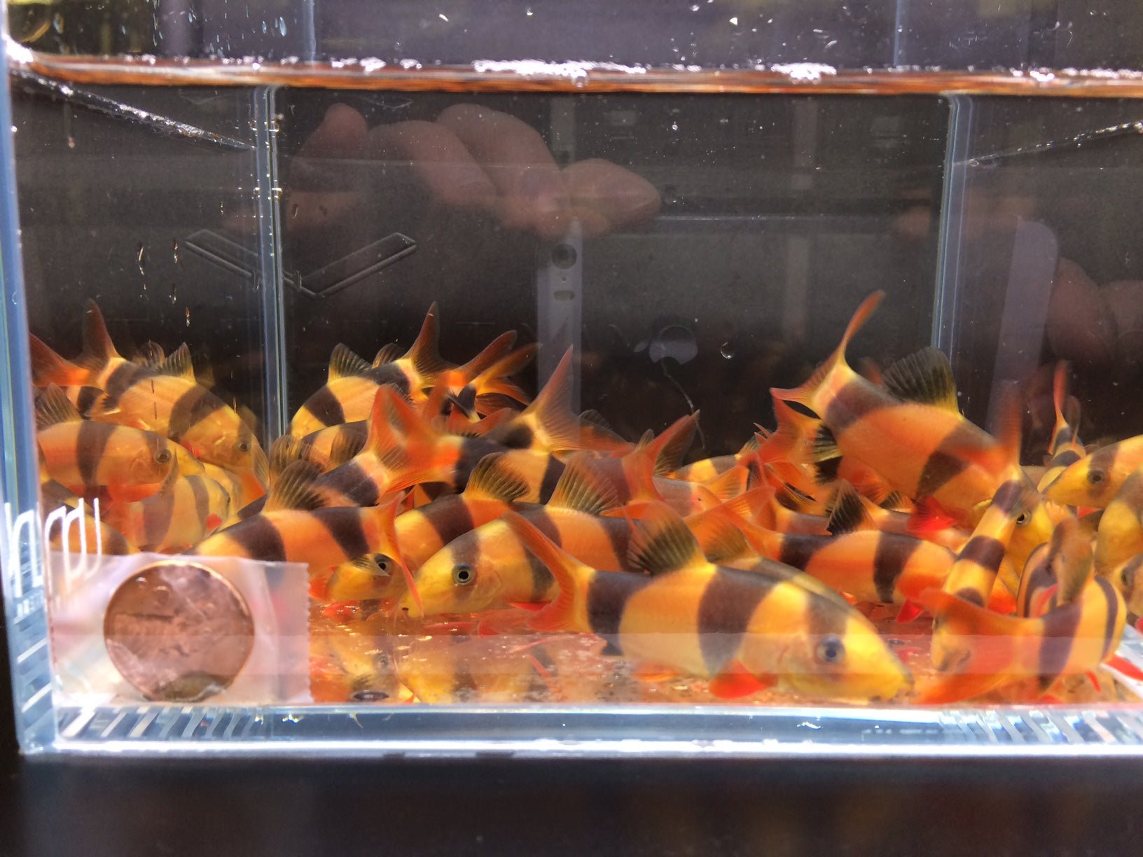 Clown fish price petsmart best sale