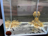 Clown Pleco (1.0" to 2") - Aqua Huna