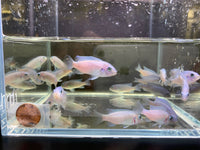Cobalt Blue Zebra Cichlid