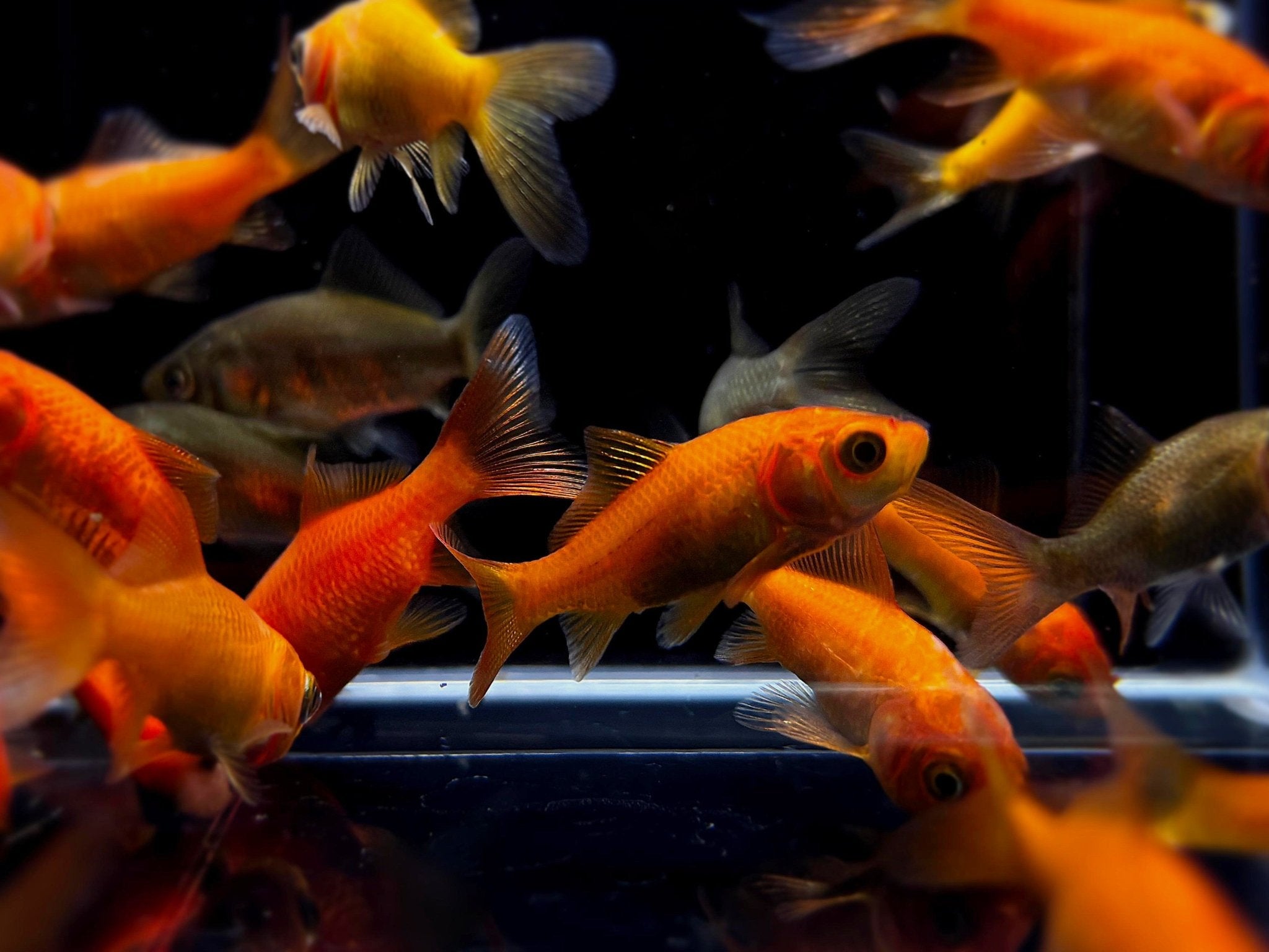Comet Goldfish 1-2" - Aqua Huna