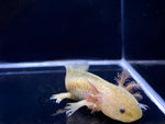 Copper Axolotl - Aqua Huna