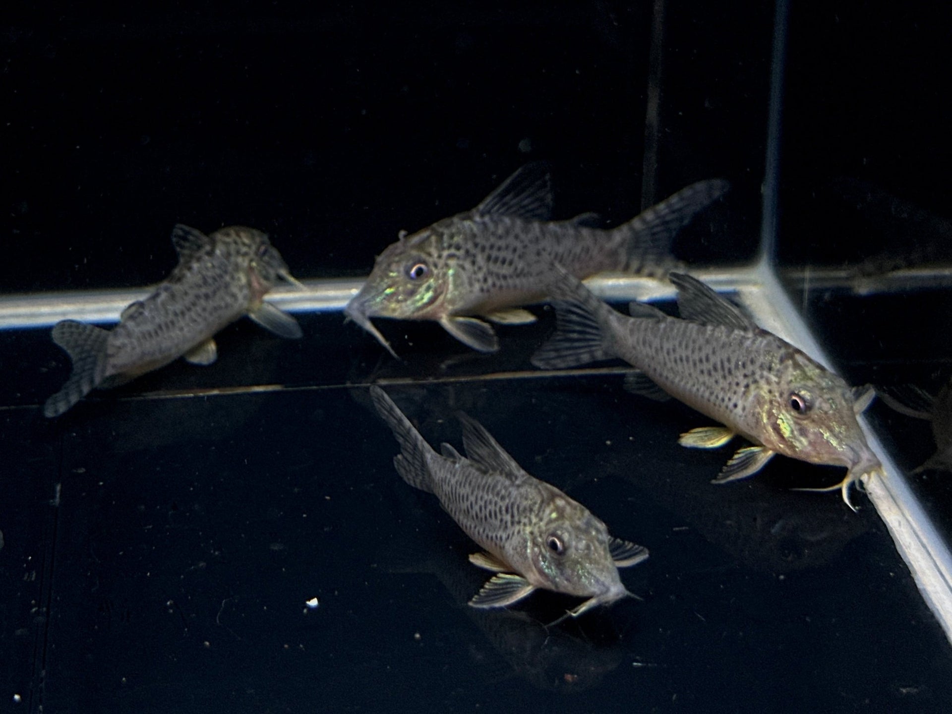 Corydoras acutus