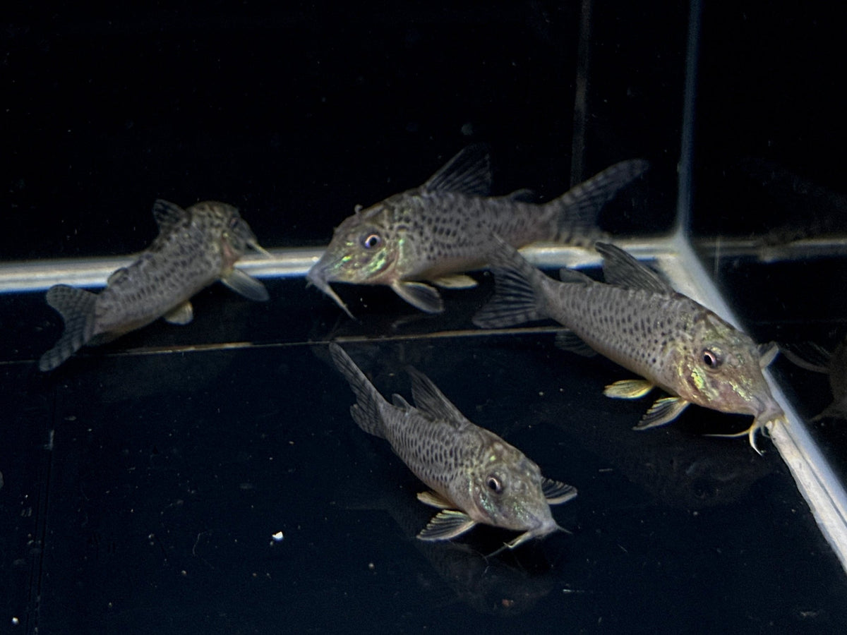 Corydoras acutus - Energetic Community Fish – Aqua Huna