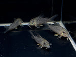 Corydoras acutus - Aqua Huna