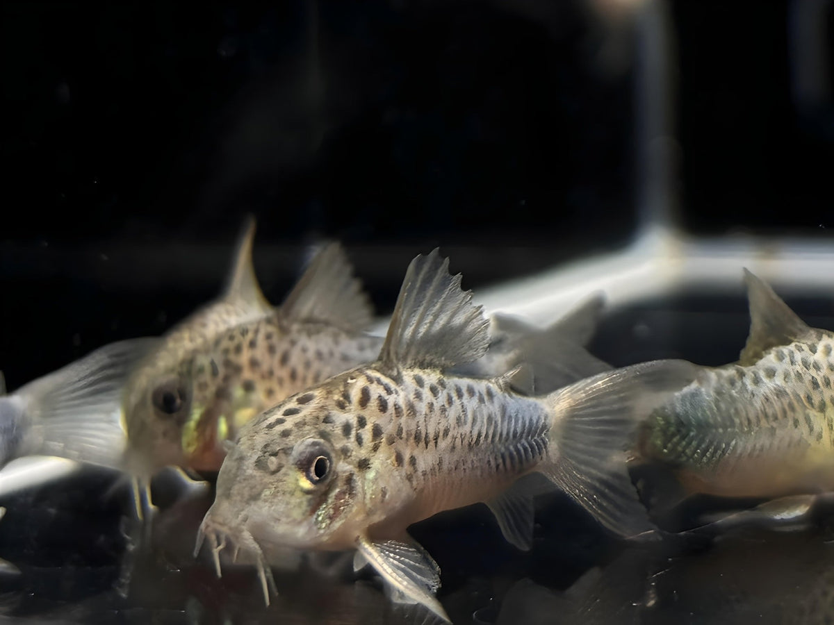 Corydoras similis - Aqua Huna
