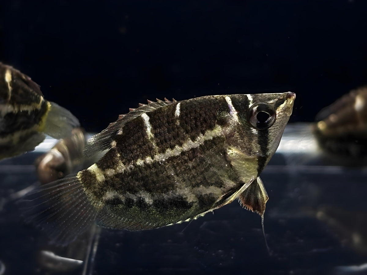 Crossband Chocolate Gourami | Cherry Chocolate Gourami - Aqua Huna