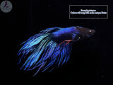 Crowntail Betta Male - Aqua Huna