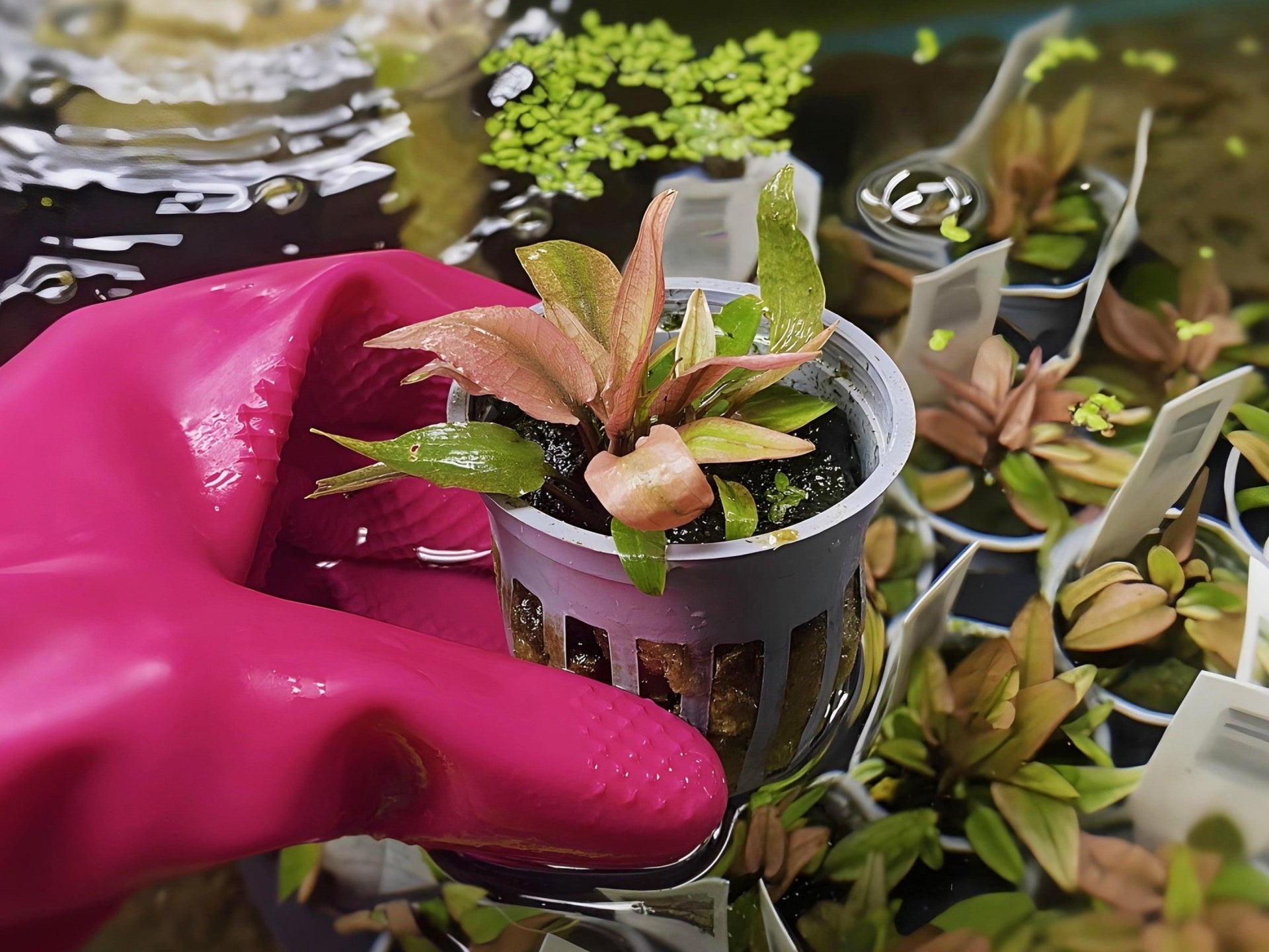 fiona flamingo mini palm plant Cryptocoryne 