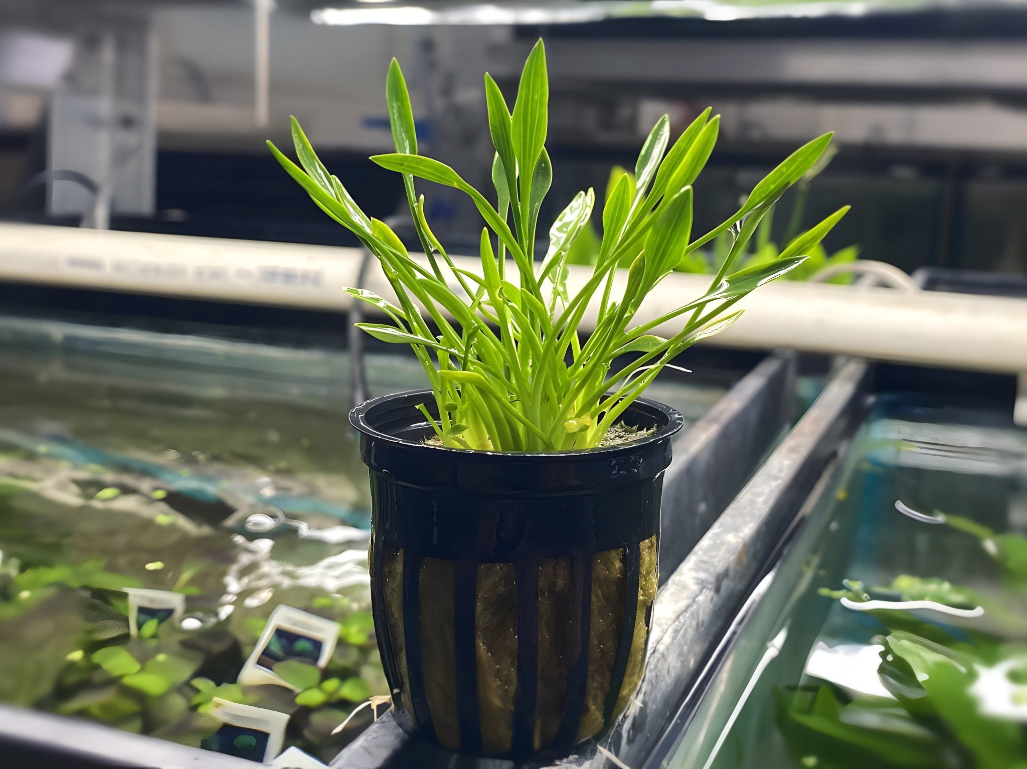 Cryptocoryne Parva - Potted Plant - Aqua Huna