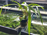 Cryptocoryne Spiralis - Potted Plant - Aqua Huna