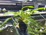 Cryptocoryne Undulata - Potted Plant - Aqua Huna