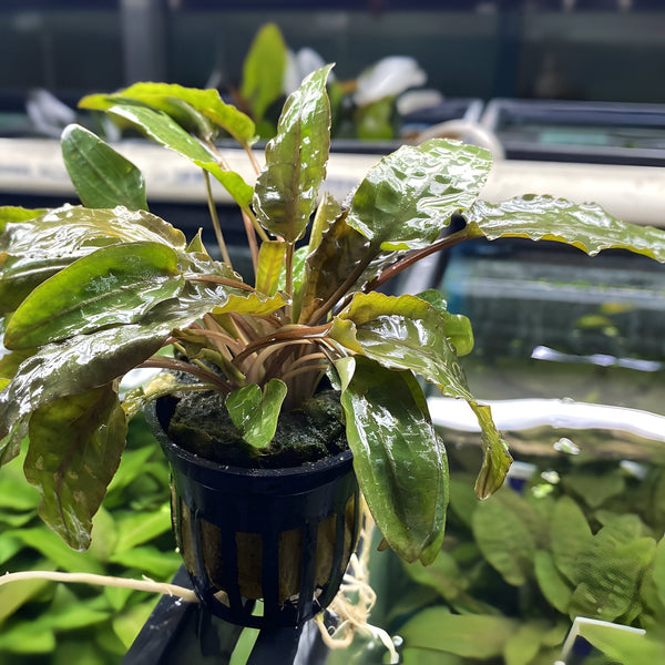Cryptocoryne wendtii brown | - Aquascaping Shop Cryptocoryne wendtii brown | - Aquascaping Shop