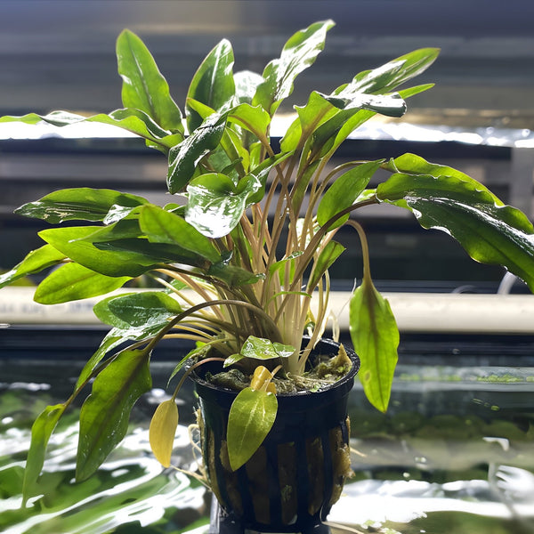 Cryptocoryne Wendtii (Green)
