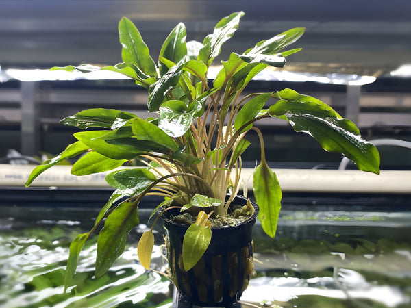 Cryptocoryne Wendtii - Green - Potted Plant - Aqua Huna