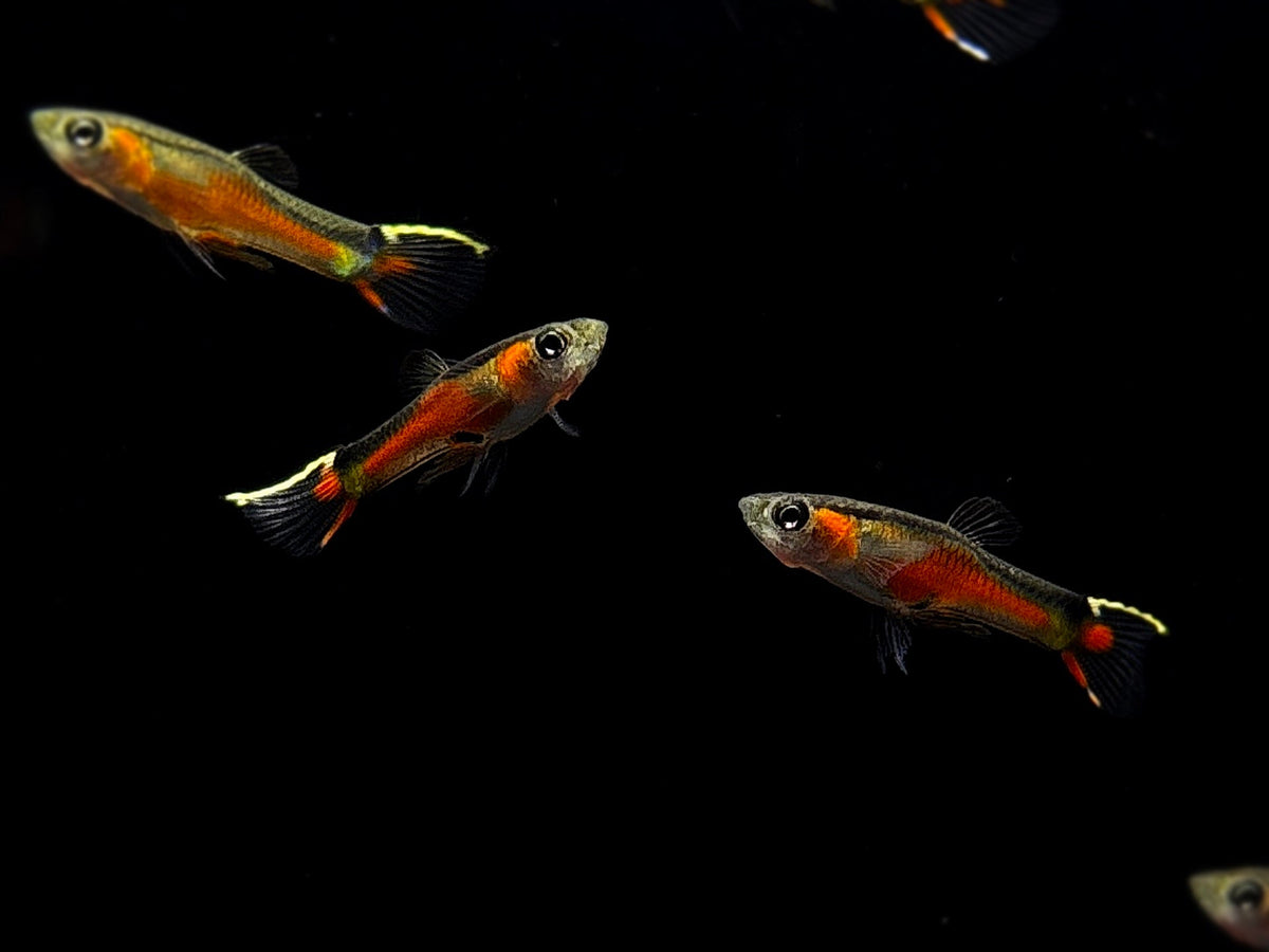 Cumana Super Red Yellow Top Sword Endler Pair - Aqua Huna