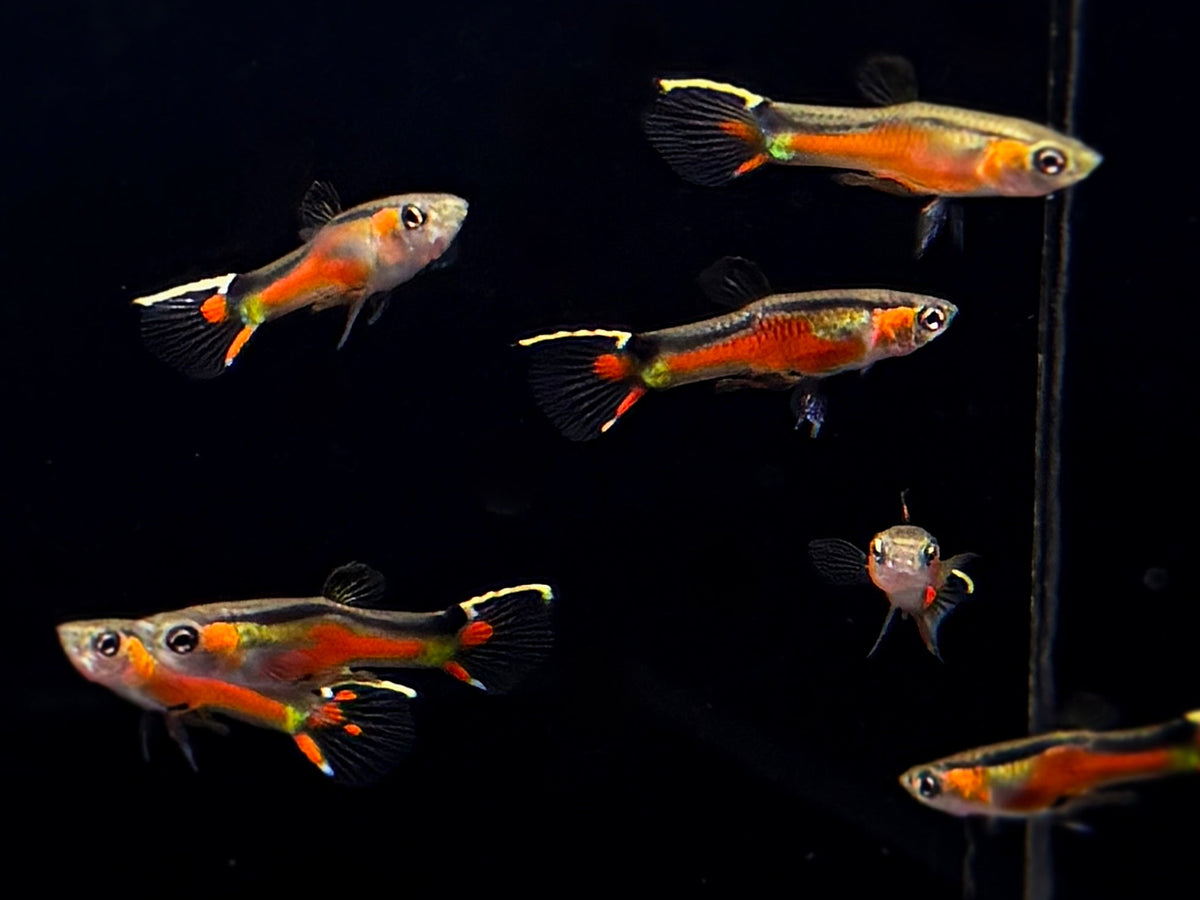Cumana Super Red Yellow Top Sword Endler Pair - Aqua Huna