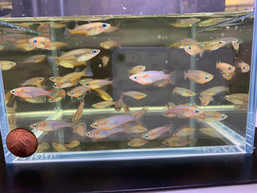 Daisy's Ricefish - Unique Schooling Fish for Freshwater Tank