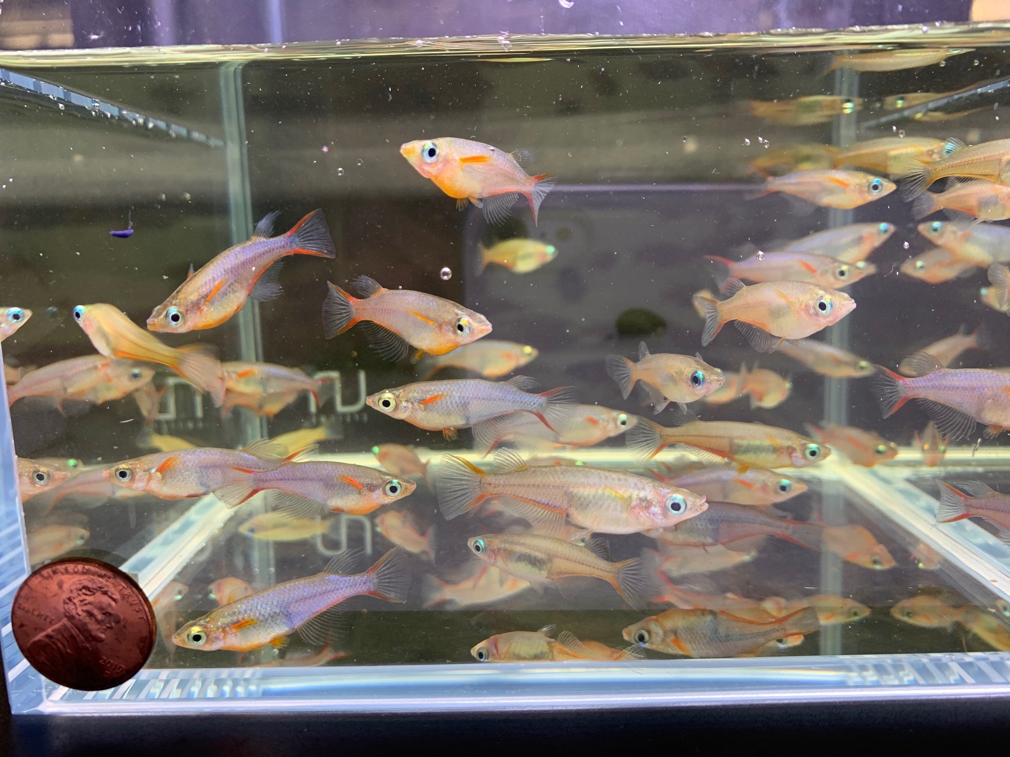 Daisy's Ricefish - Unique Schooling Fish for Freshwater Tank