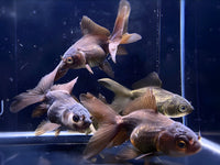 Dark Oranda Goldfish - 2 - 2.5" - Aqua Huna