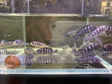 Demasoni Cichlid 1" - Aqua Huna